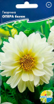 Георгина Опера белая (дварф дубл опера вайт)