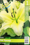 Лилия Биг Бразер (1шт)