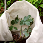 Укрывной Материал Агротекс Зимнее укрытие 200г/м2 для роз и кустарников ширина 2м (2,0*50м) 1м