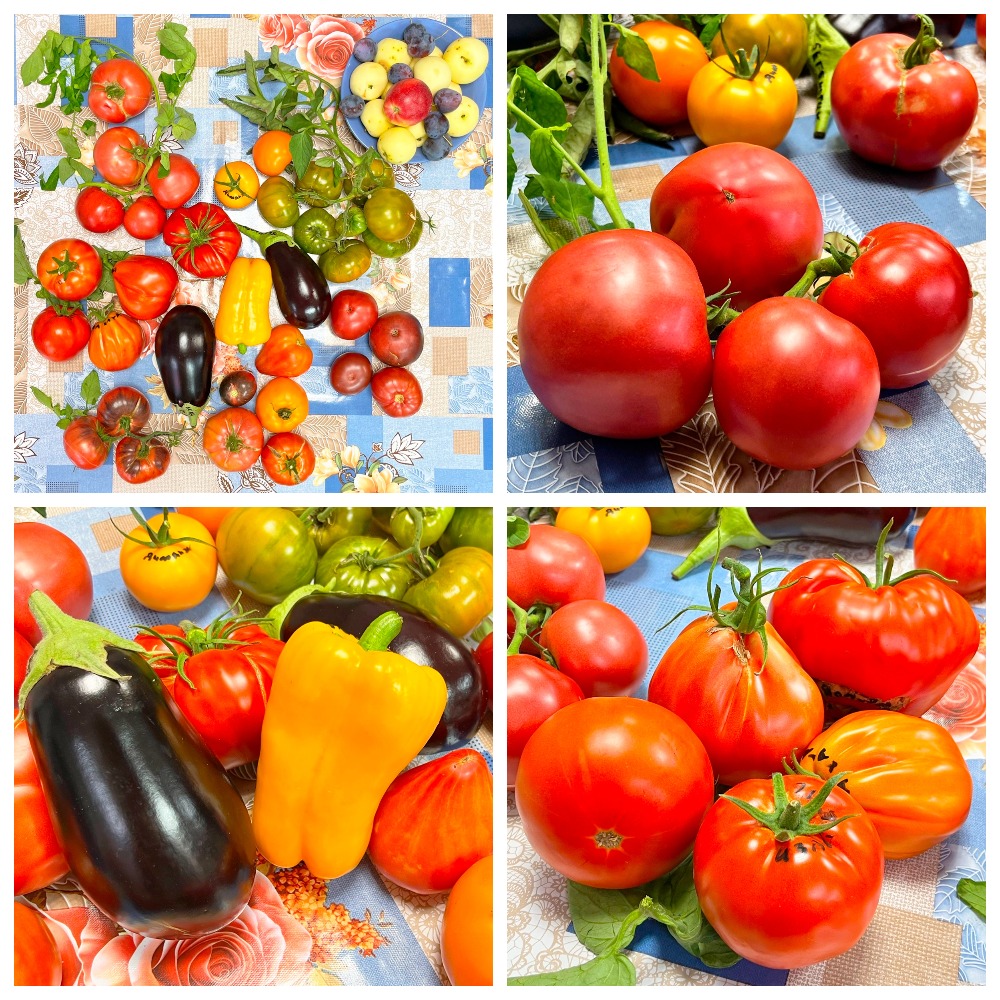 Урожай Урожай