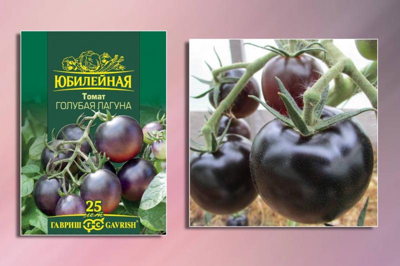ШОКОЛАДНЫЙ томат!