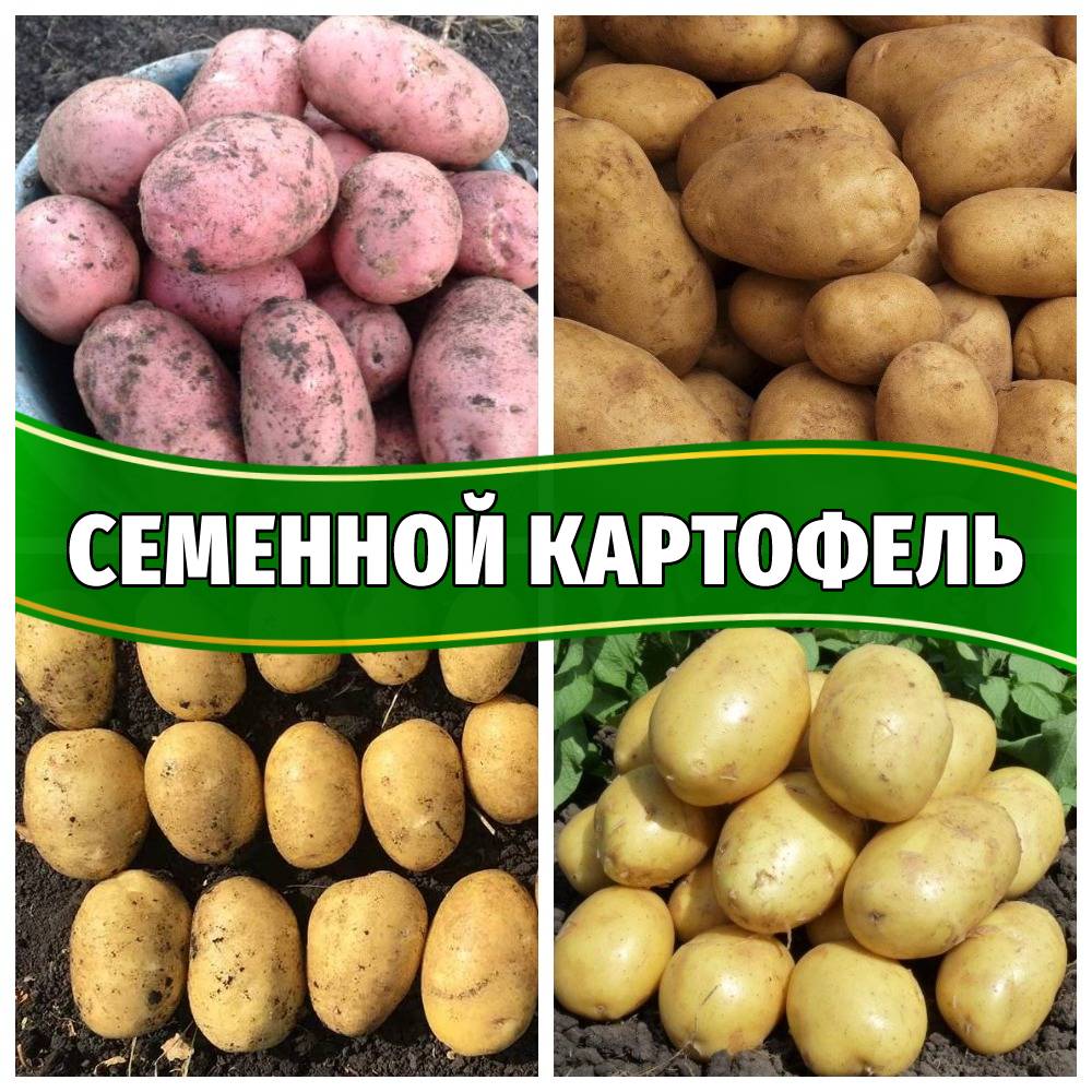 Яблоня