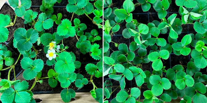 Поступление КЛУБНИКИ / ЗЕМЛЯНИКИ