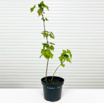 Смородина черная Добрыня