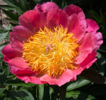 Пион Корал Н Голд (1шт)