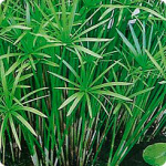 Циперус очереднолистный Зонтик 0,05г