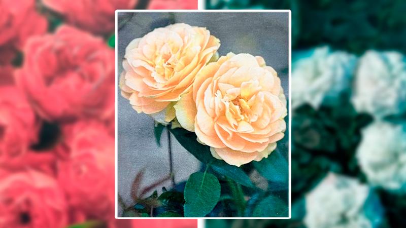 РОЗЫ  в наличии!