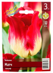 Тюльпан МАТЧ триумф