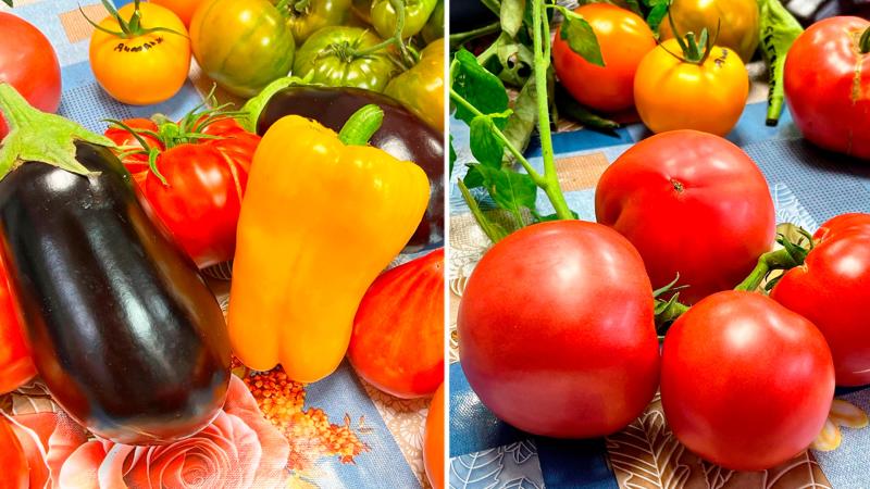 Урожай из семян, купленных в нашем магазине!