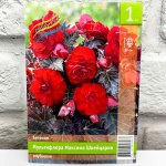 Бегония МУЛЬТИФЛОРА МАКСИМА ШВЕЙЦАРИЯ клубневая