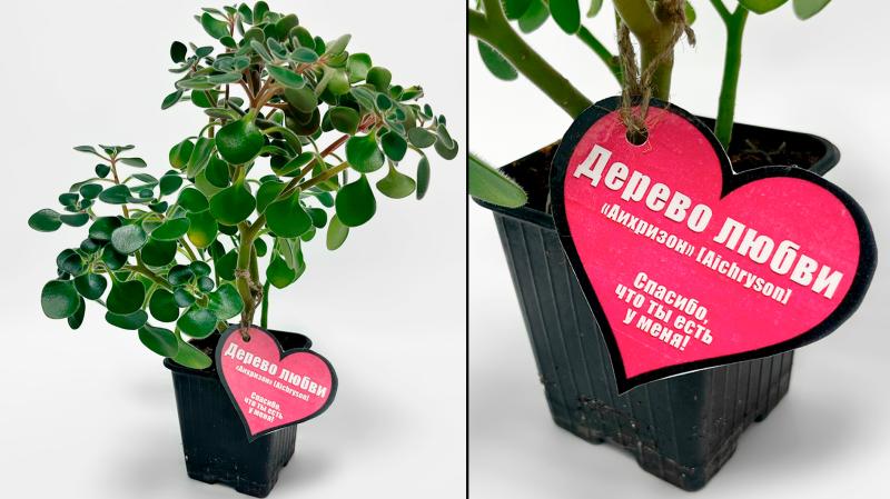 День Святого Валентина 2025