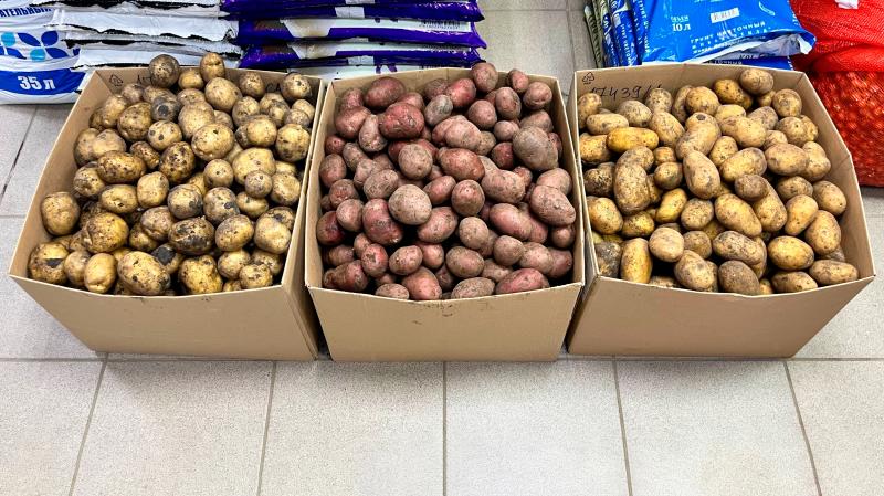 ЛУК СЕВОК, СЕМЕННОЙ КАРТОФЕЛЬ!