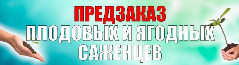 ПРЕДЗАКАЗ плодовых и ягодных саженцев