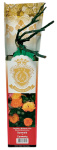 Миниатюрные розы САНМЕЙД SUNMAID (2)