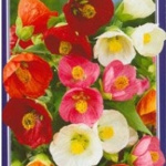 Абутилон Изабелла