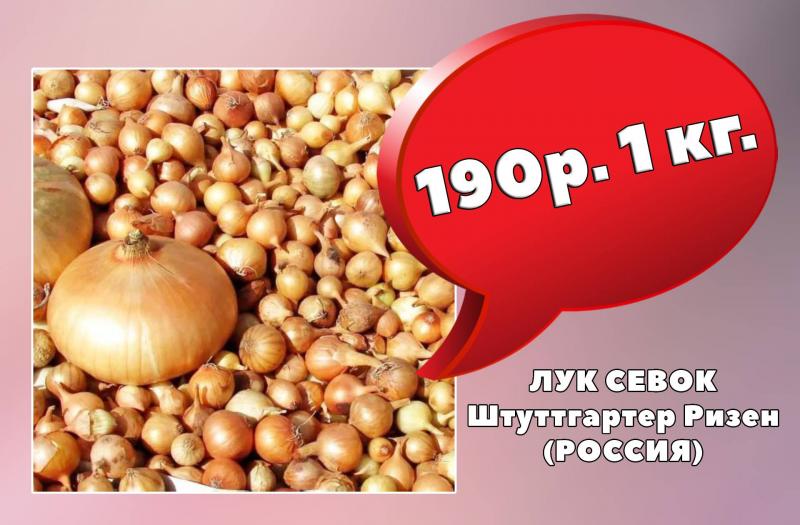 ЛУК СЕВОК  за 190 РУБЛЕЙ!
