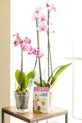 Фертика Leaf Power удобрение для орхидей 3*30мл