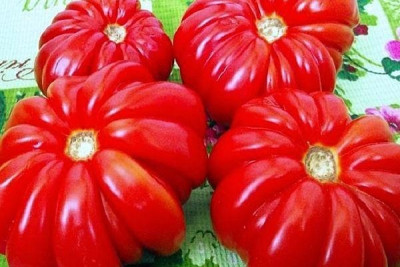Томат Флорентийский ребристый