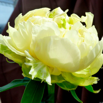 Пион Голд Майн (1шт) 1110