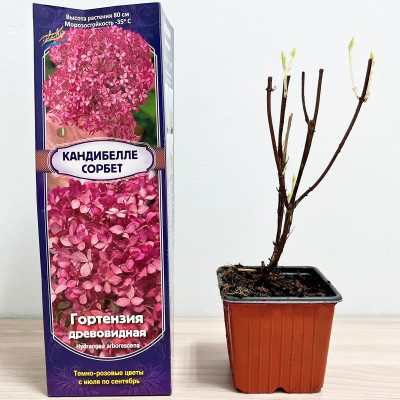 Гортензия древовидная КАНДИБЕЛЛЕ СОРБЕТ (3)