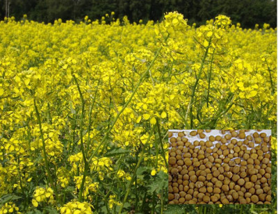 Горчица Белая 1кг заводская упаковка