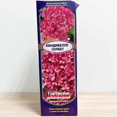 Гортензия древовидная КАНДИБЕЛЛЕ СОРБЕТ