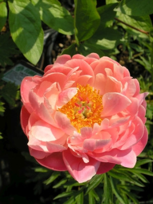 Пион Корал Н Голд (1шт)