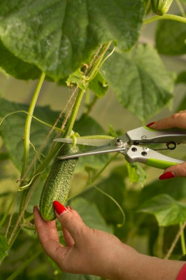 Ножницы универсальные удлиненные 1144 ЦИ