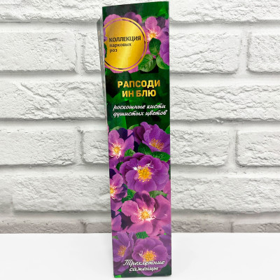 Роза парковая РАПСОДИ ИН БЛЮ