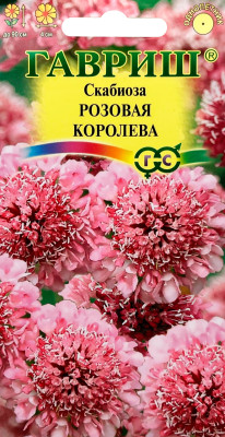 Скабиоза темнопурпурная Розовая королева махр. 6шт