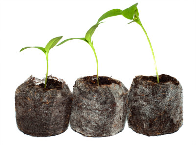 Таблетка Jiffy-7 33мм торф. Норвегия