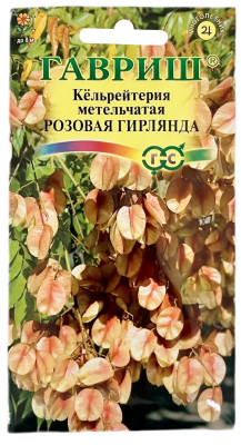 Кёльрейтерия метельчатая РОЗОВАЯ ГИРЛЯНДА ГАВРИШ