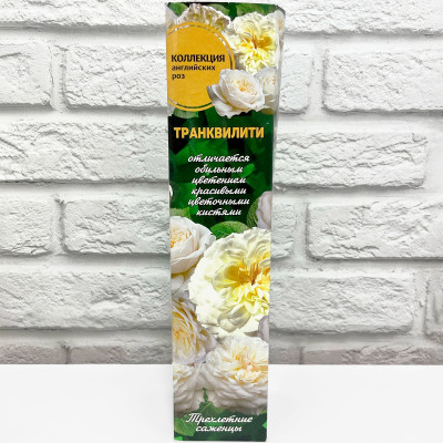 Роза английская ТРАНКВИЛИТИ