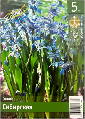 Сцилла СИБИРСКАЯ