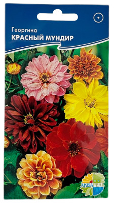 Георгина КРАСНЫЙ МУНДИР АКВАРЕЛЬ