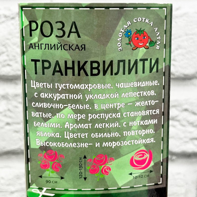 Роза английская ТРАНКВИЛИТИ описание