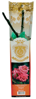 Плетистая роза ДЕСПОТ DESPOT (2)