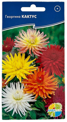 Георгина КАКТУС АКВАРЕЛЬ