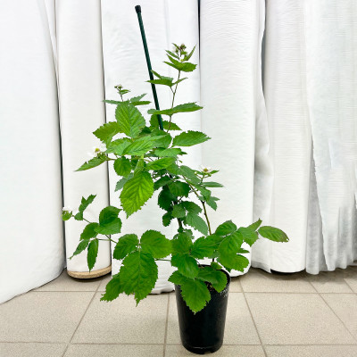 Ежевика Трипл Краун Тройная Корона