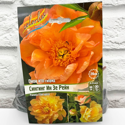 Пион ито-гибрид СИНГИНГ ИН ЗЕ РЕЙН