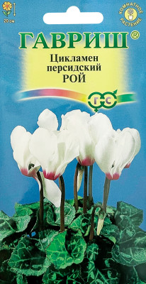 Цикламен Рой персидский ГАВРИШ