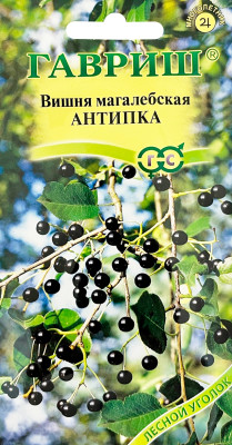 Вишня магалебская Антипка 1г