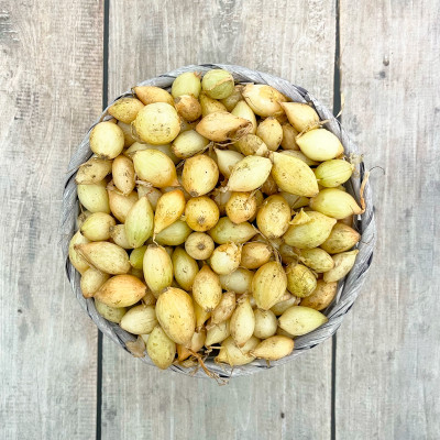 Лук Севок Сеншуй Чувашия