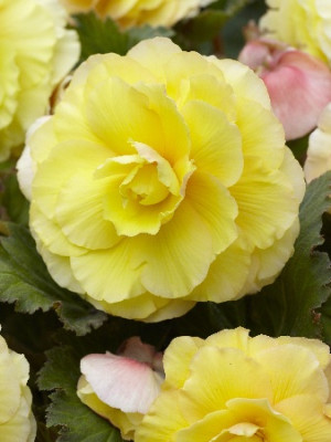 Бегония Суперба Желтая (1шт) 3496