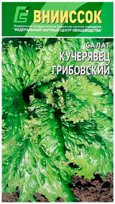 Салат КУЧЕРЯВЕЦ ГРИБОВСКИЙ ВНИИССОК