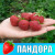 Земляника (Клубника) Пандора в стаканчике Земляника (Клубника) Пандора в стаканчике