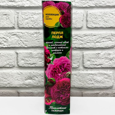 Роза шраб ПЕРПЛ ЛОДЖ