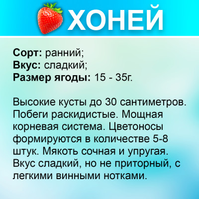 Земляника (Клубника) Хоней в стаканчике