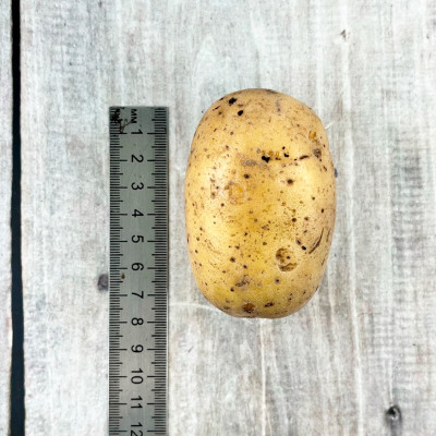 Картофель семенной Королева Анна ранний