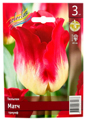 Тюльпан МАТЧ триумф